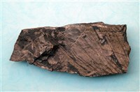 藏品(植物化石)的圖片